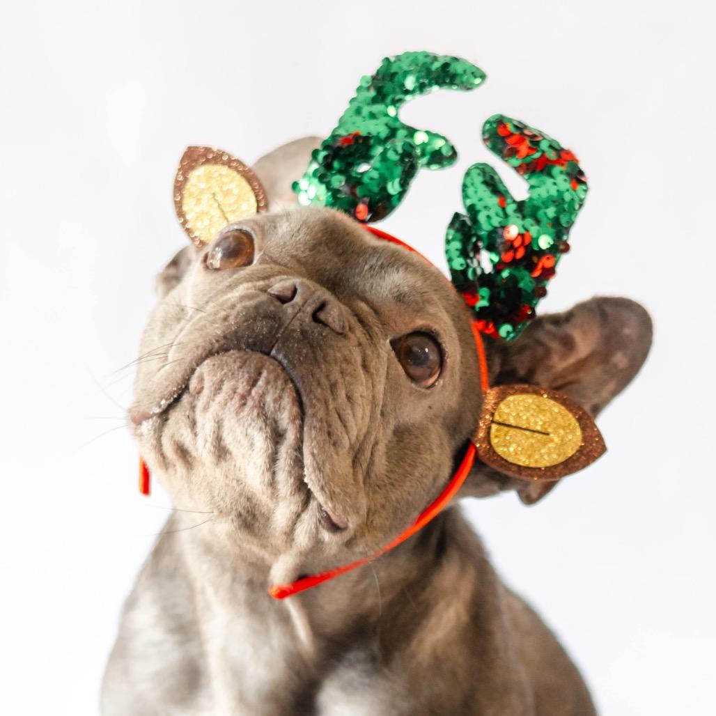 Enlarge Bleu, a Adoptable mixed breed in Pearland, TX image 4/6