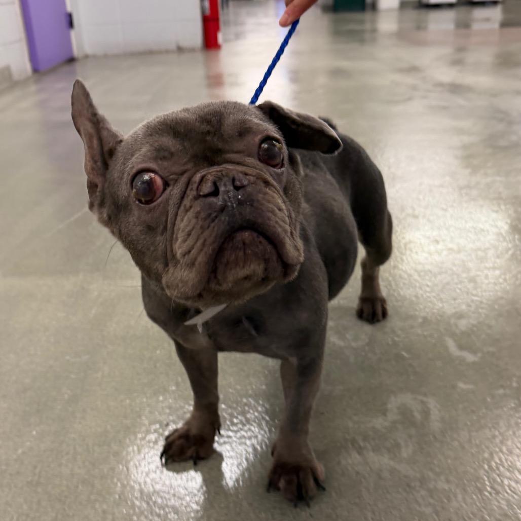 Enlarge Bleu, a Adoptable mixed breed in Pearland, TX image 5/6