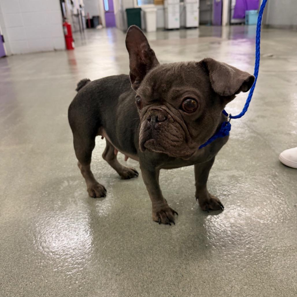 Enlarge Bleu, a Adoptable mixed breed in Pearland, TX image 6/6