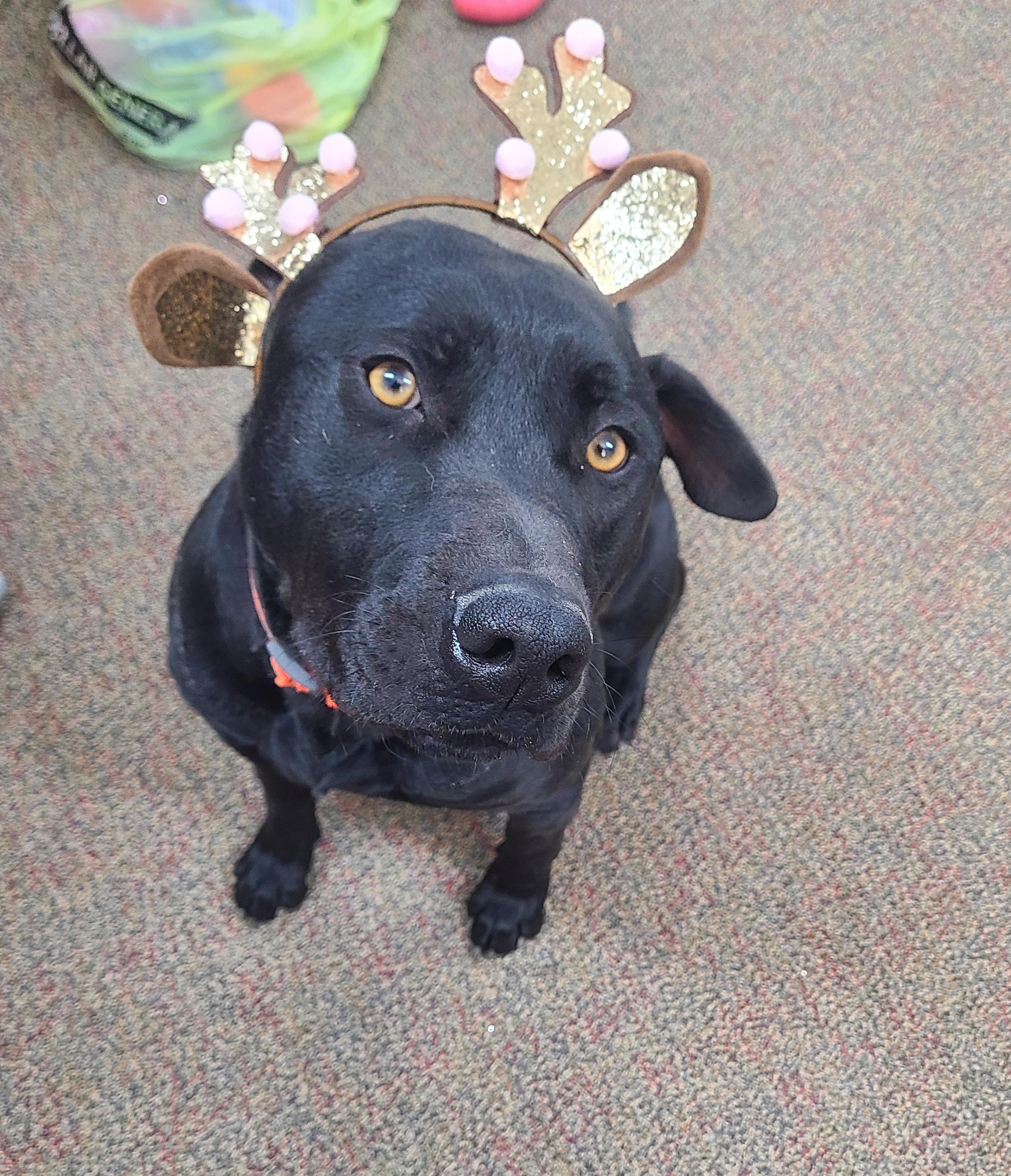 Sid, an adoptable Labrador Retriever, Pit Bull Terrier in Newcastle, WY, 82701 | Photo Image 1
