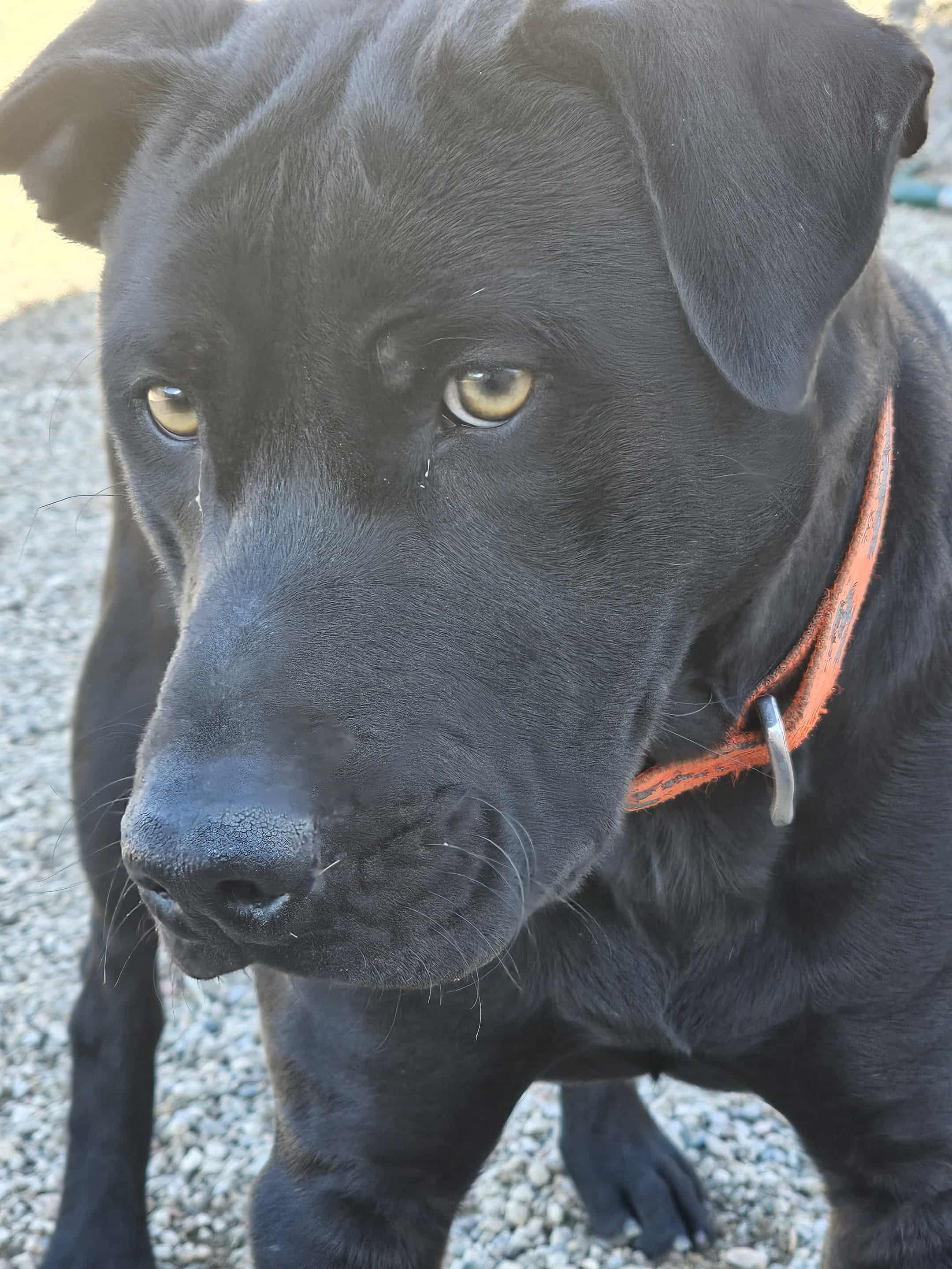 Sid, an adoptable Labrador Retriever, Pit Bull Terrier in Newcastle, WY, 82701 | Photo Image 3