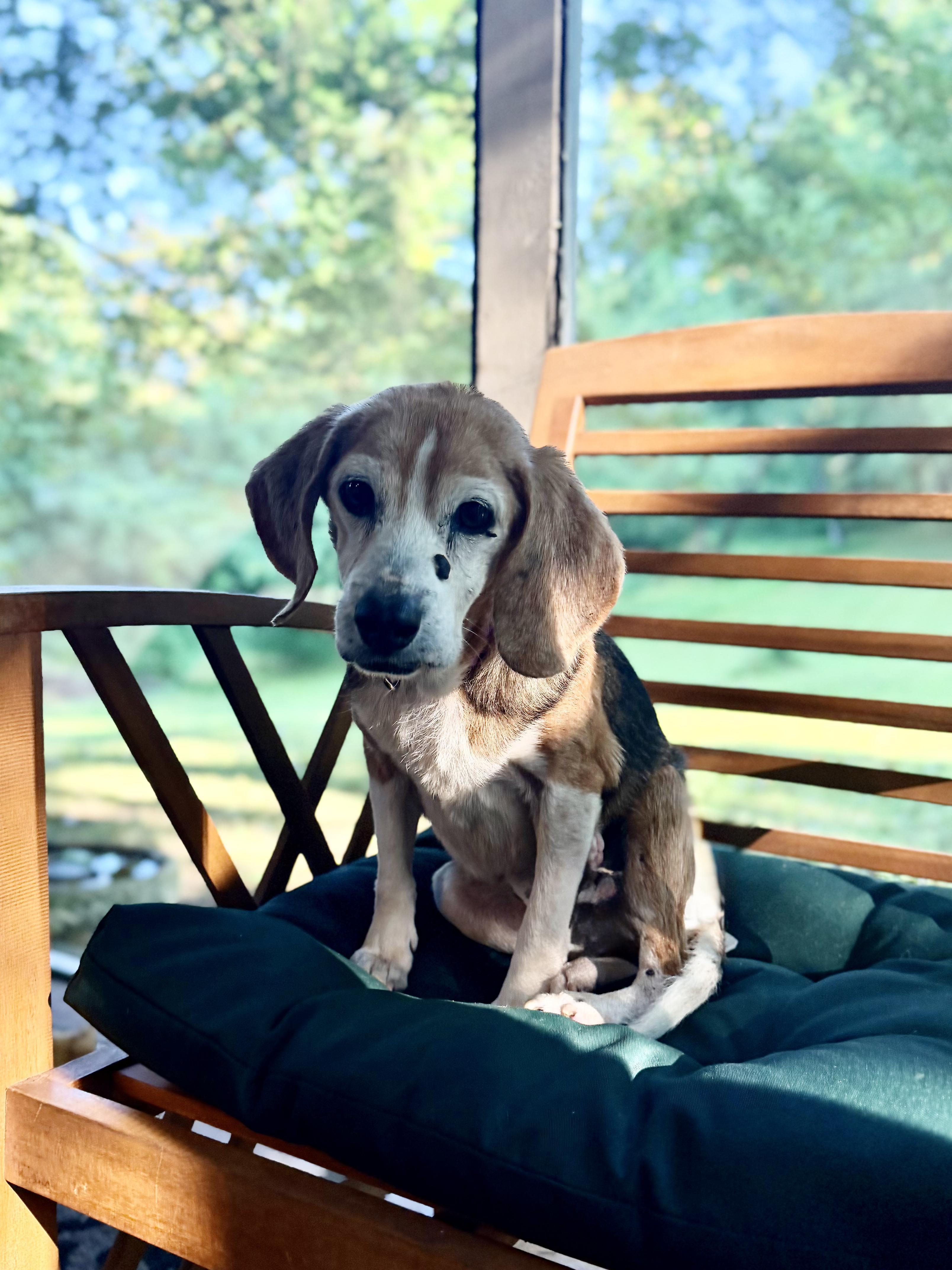 Liberty, Adoptable, Senior Female Beagle.