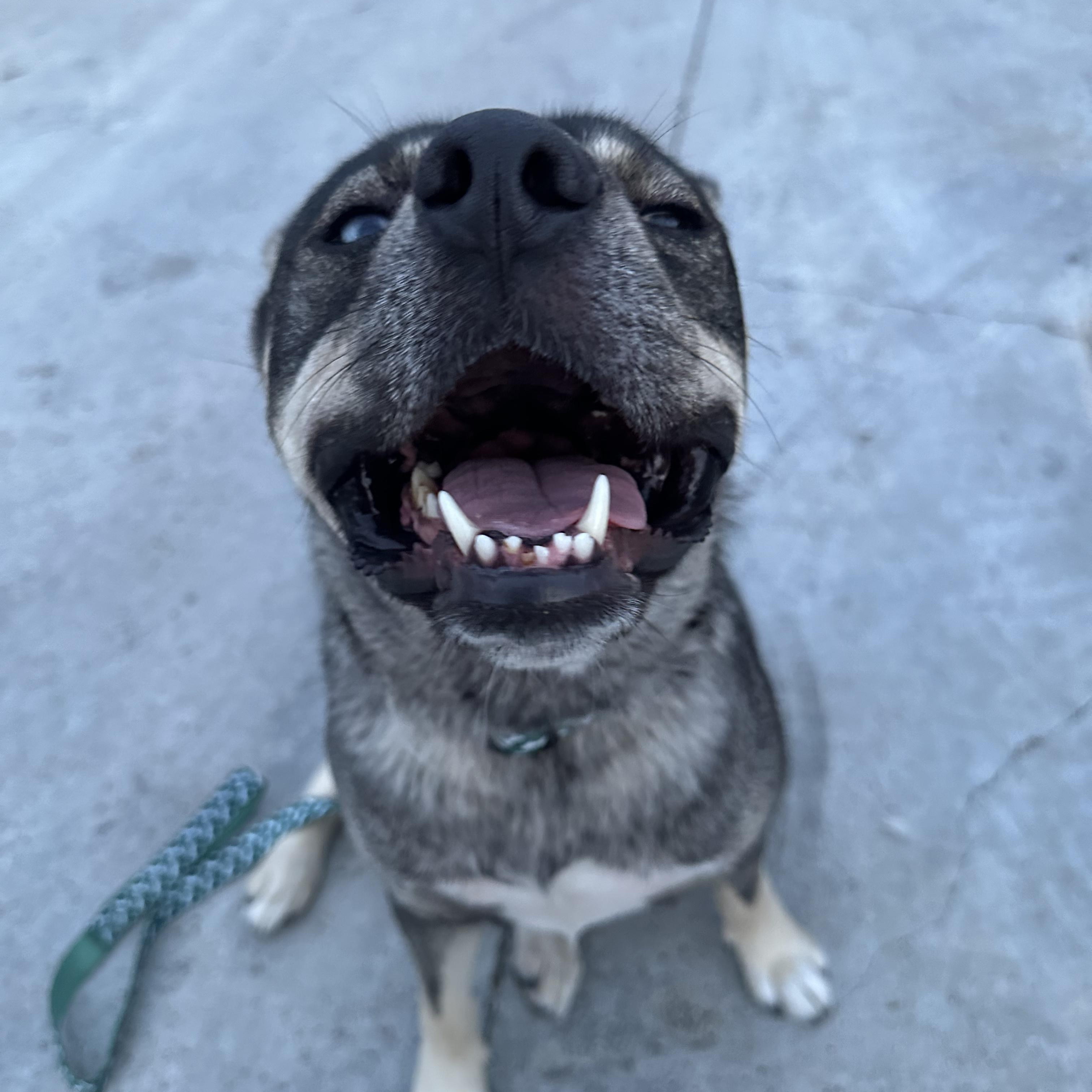 Enlarge Pooh Bear (our longest resident!), an adoptable mixed breed in Murrieta, CA image 2/6