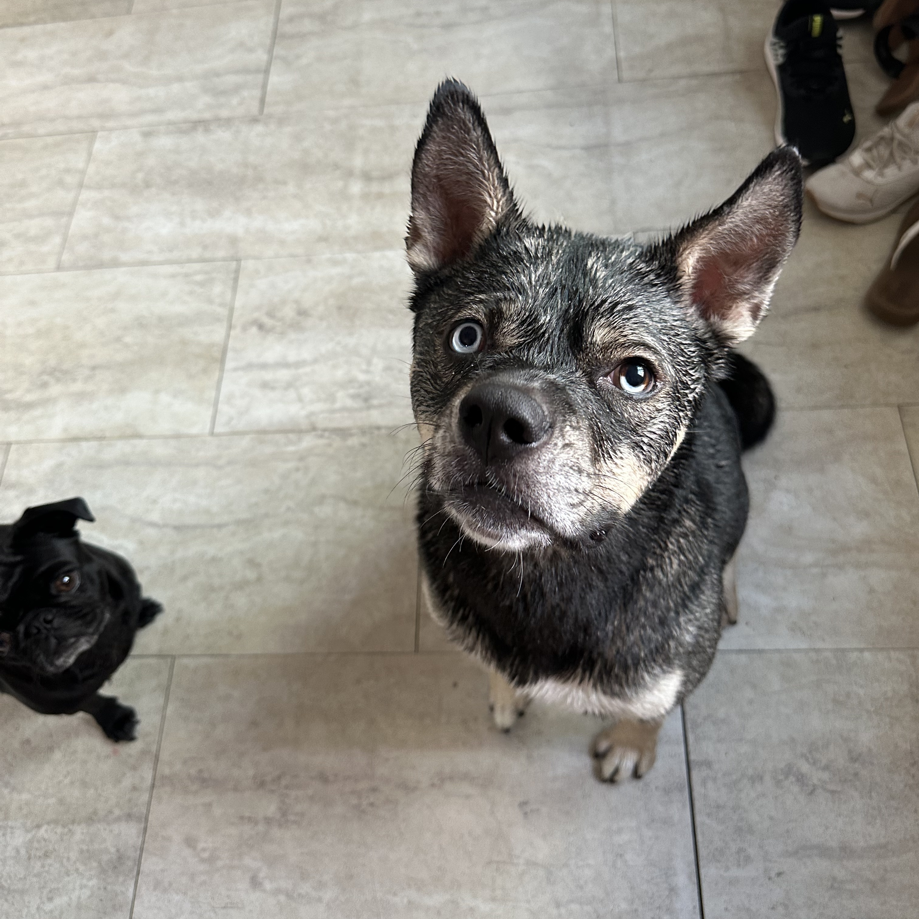 Enlarge Pooh Bear (our longest resident!), an adoptable mixed breed in Murrieta, CA image 5/6