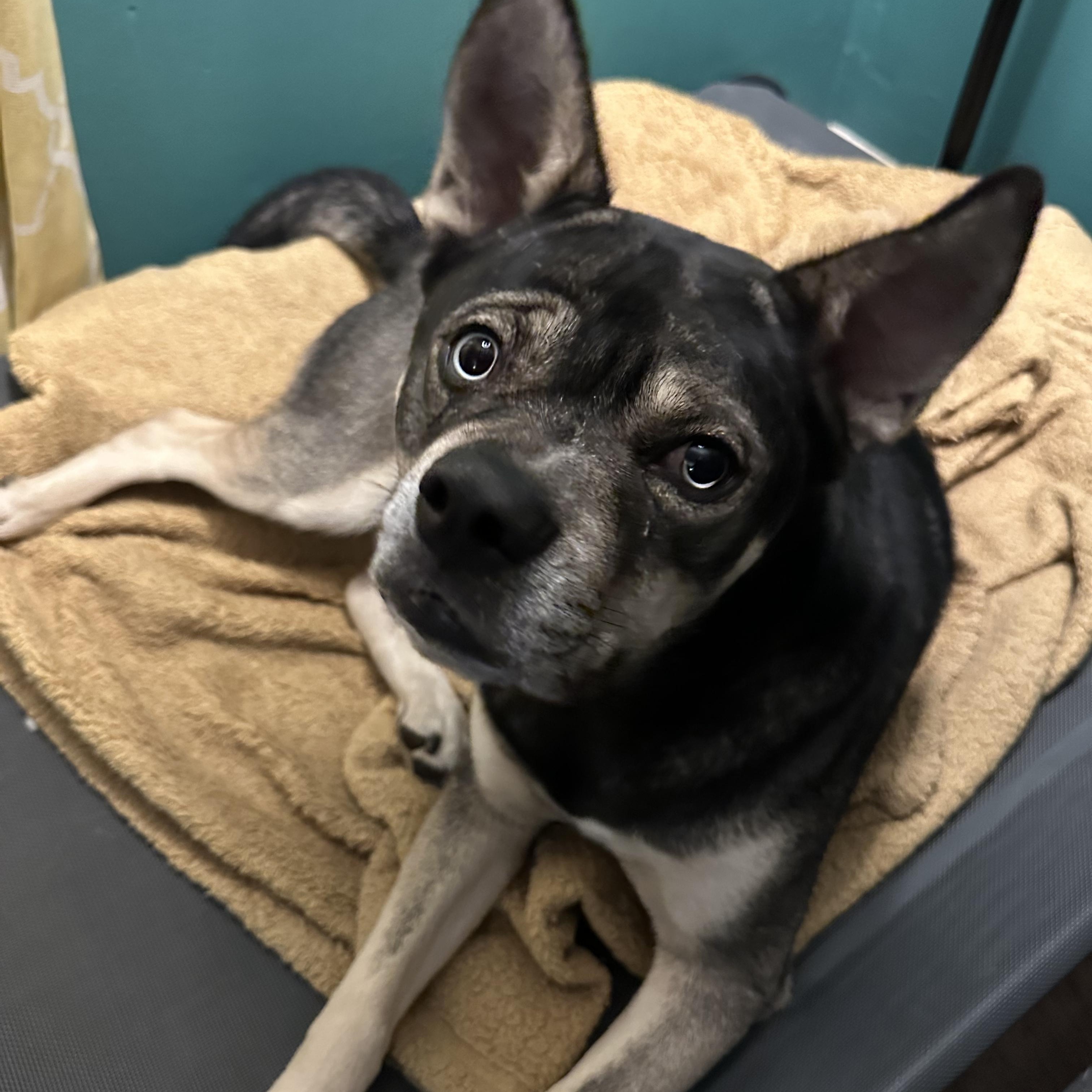 Enlarge Pooh Bear (our longest resident!), an adoptable mixed breed in Murrieta, CA image 1/6