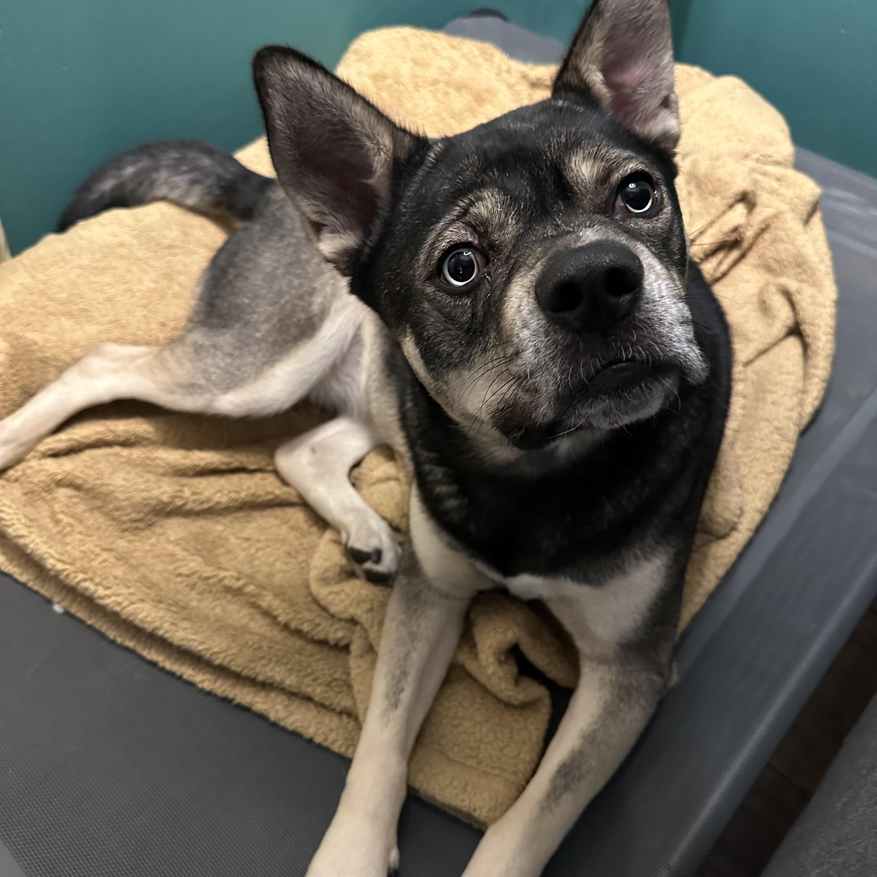 Enlarge Pooh Bear (our longest resident!), an adoptable mixed breed in Murrieta, CA image 3/6