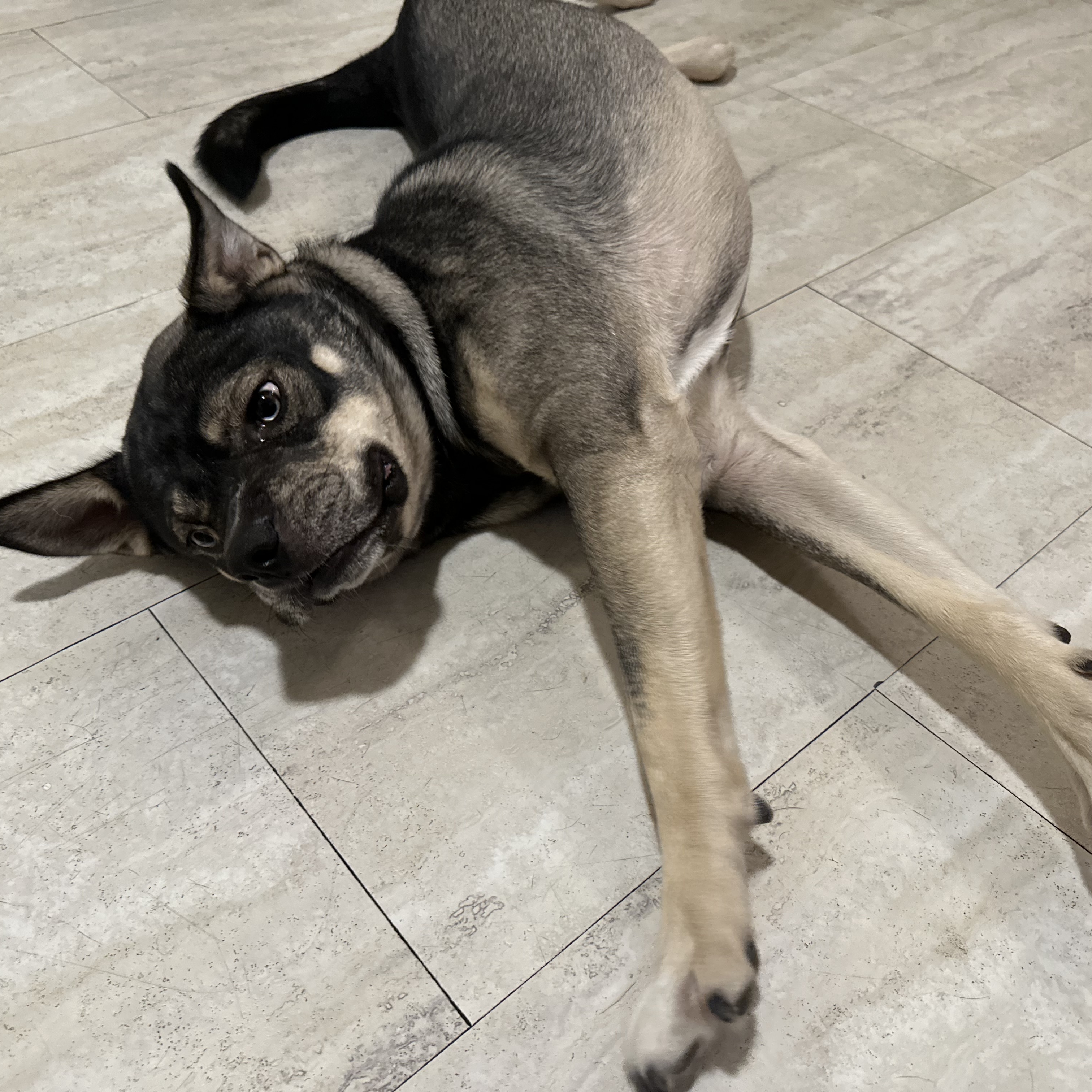 Enlarge Pooh Bear (our longest resident!), an adoptable mixed breed in Murrieta, CA image 6/6