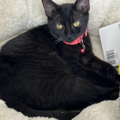 Enlarge Holly, a Adoptable Domestic Short Hair in New Port Richey, FL image 1/1