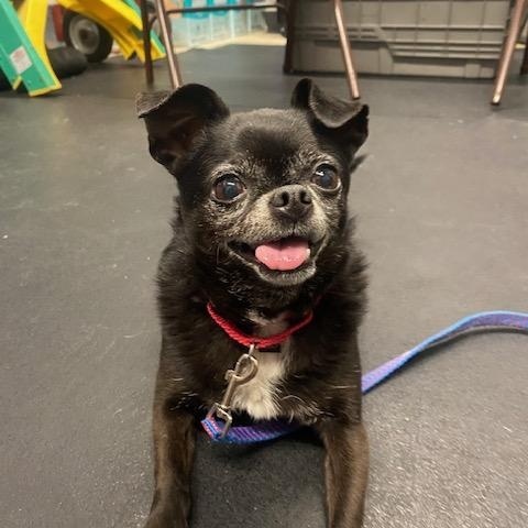 Pablo-Bonded to Wrigley, ADOPTABLE, Senior Male Chihuahua.