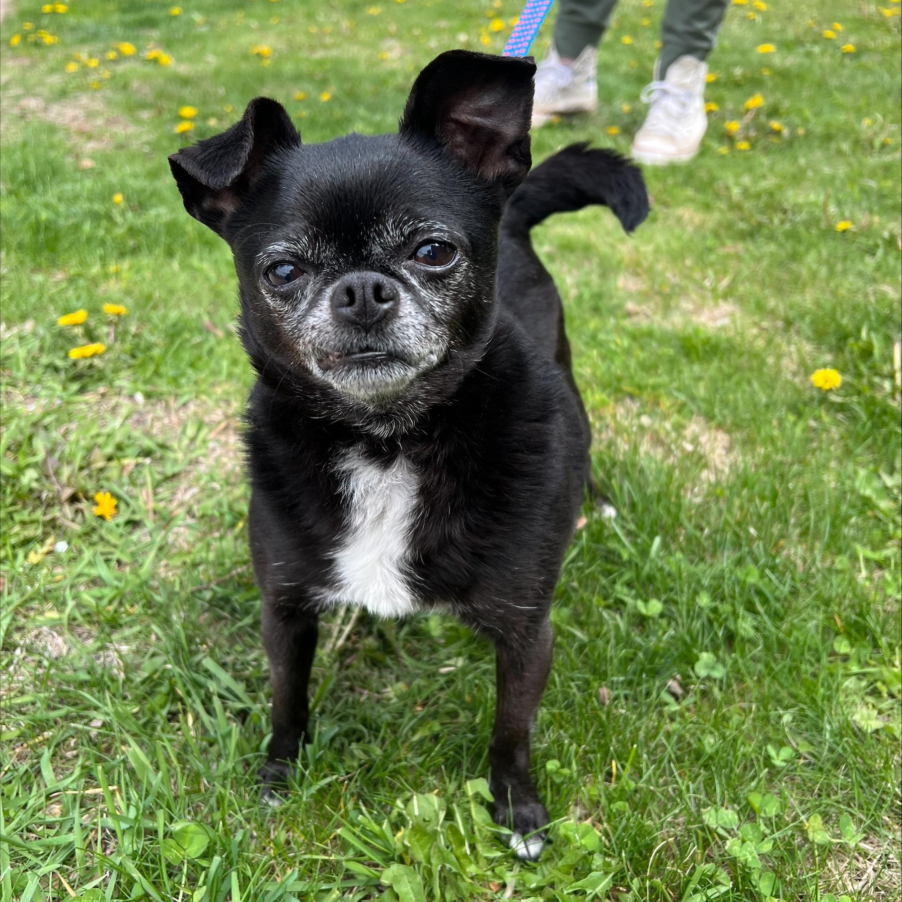 Enlarge Pablo-Bonded to Wrigley, a ADOPTABLE Chihuahua in Oshkosh, WI image 2/5