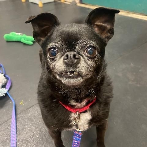 Enlarge Pablo-Bonded to Wrigley, a ADOPTABLE Chihuahua in Oshkosh, WI image 3/5