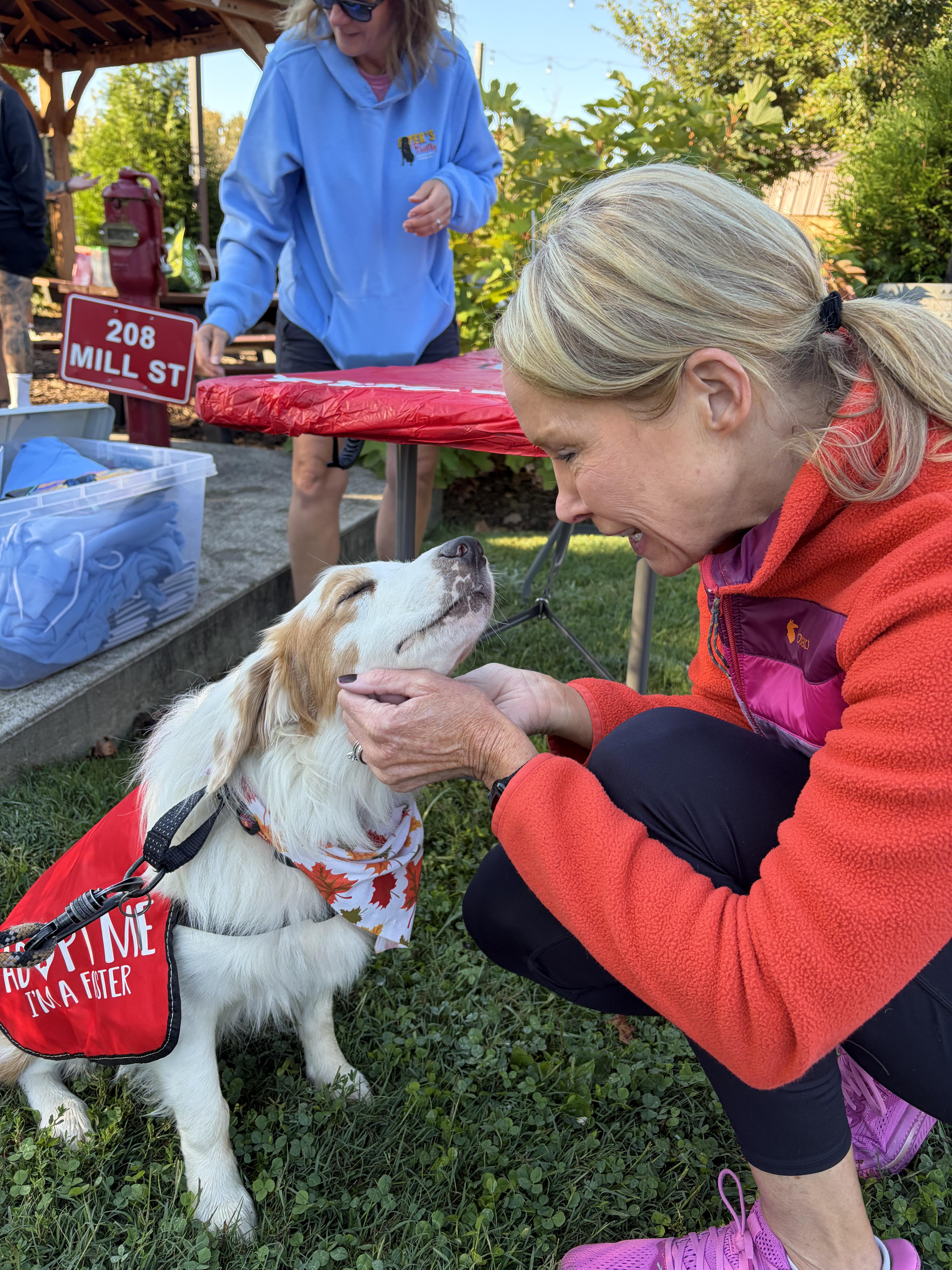 Enlarge Harvey, a Adopted Australian Shepherd in Milford, OH image 4/4