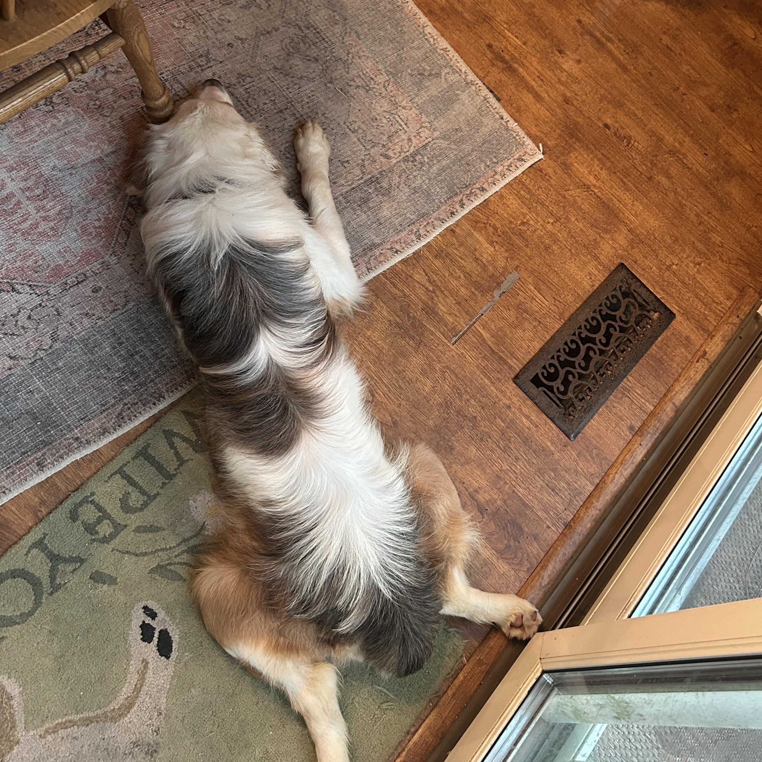 Enlarge Harvey, a ADOPTABLE Australian Shepherd in Milford, OH image 4/4