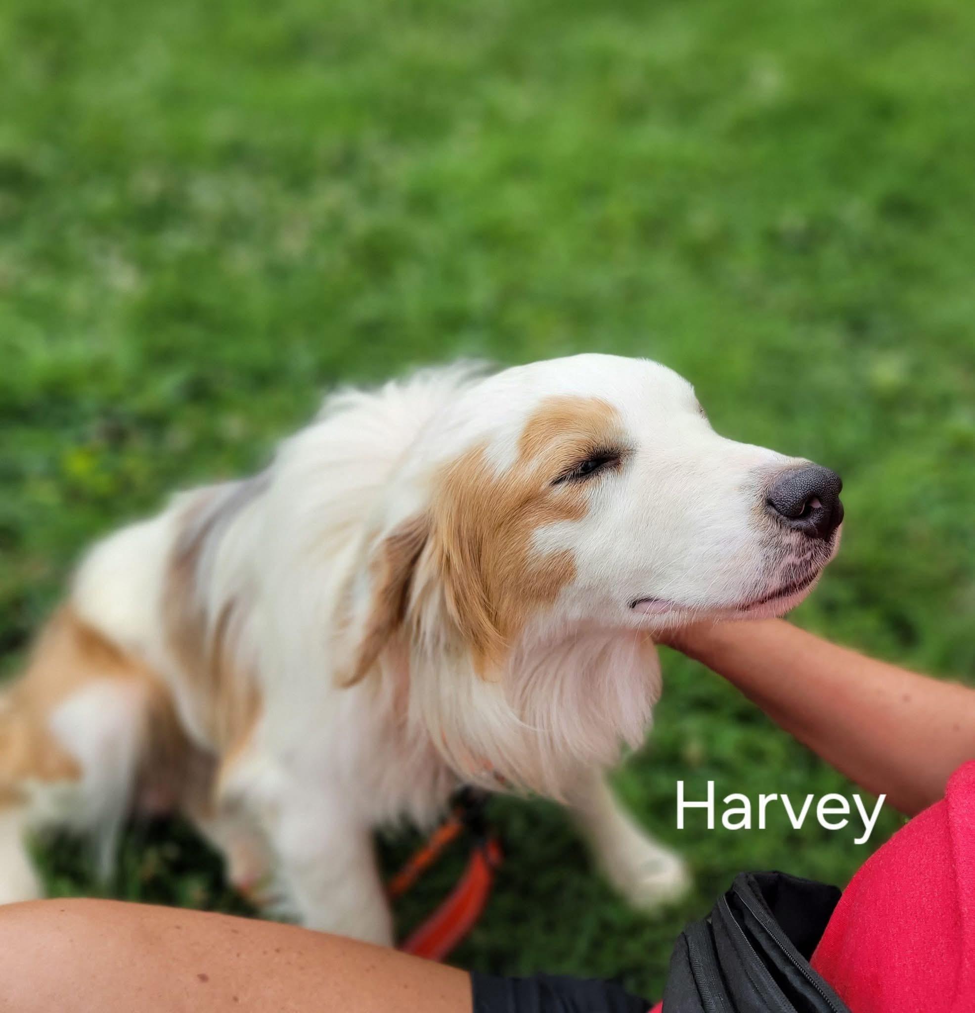 Enlarge Harvey, a ADOPTABLE Australian Shepherd in Milford, OH image 2/4