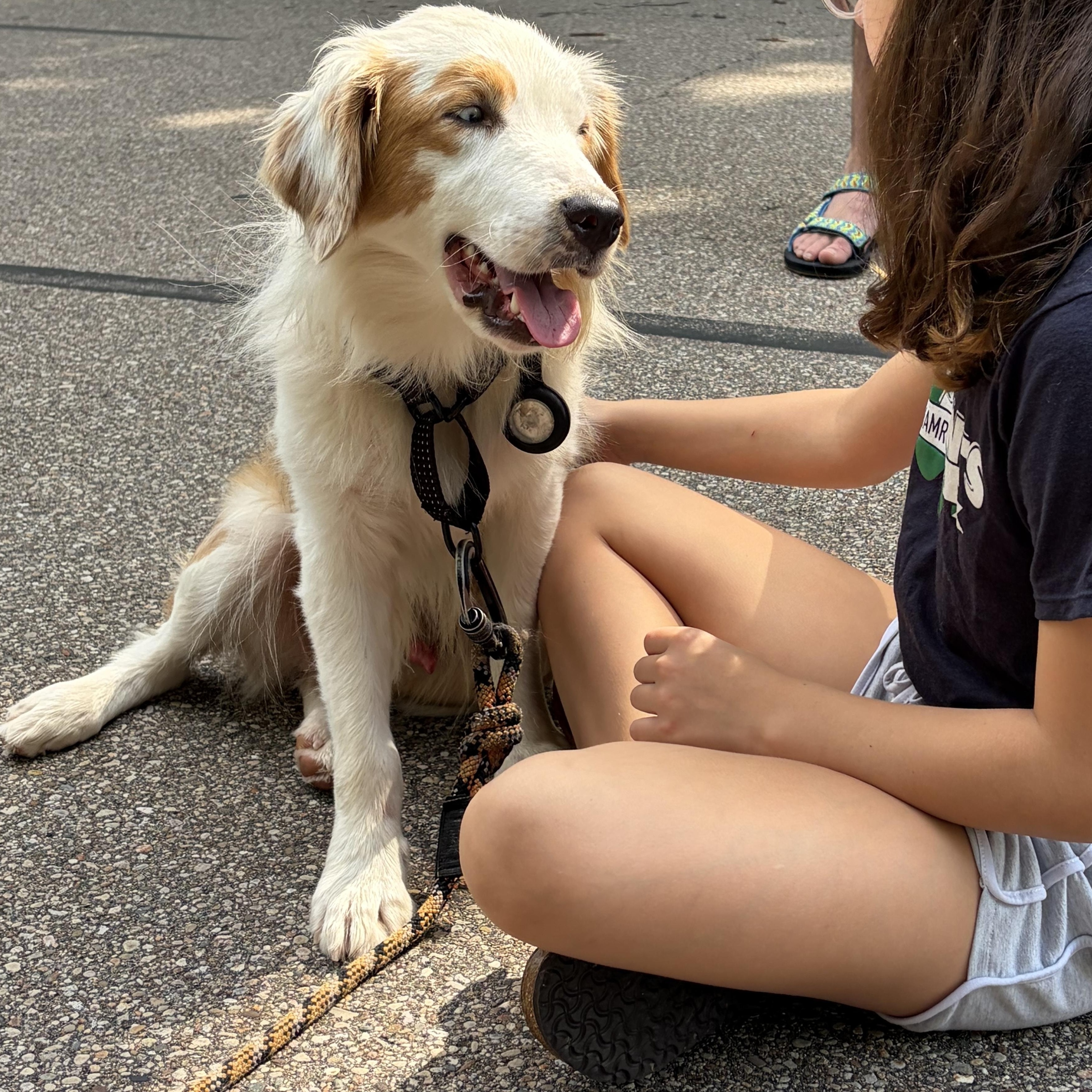 Harvey, ADOPTABLE, Young Male Australian Shepherd.
