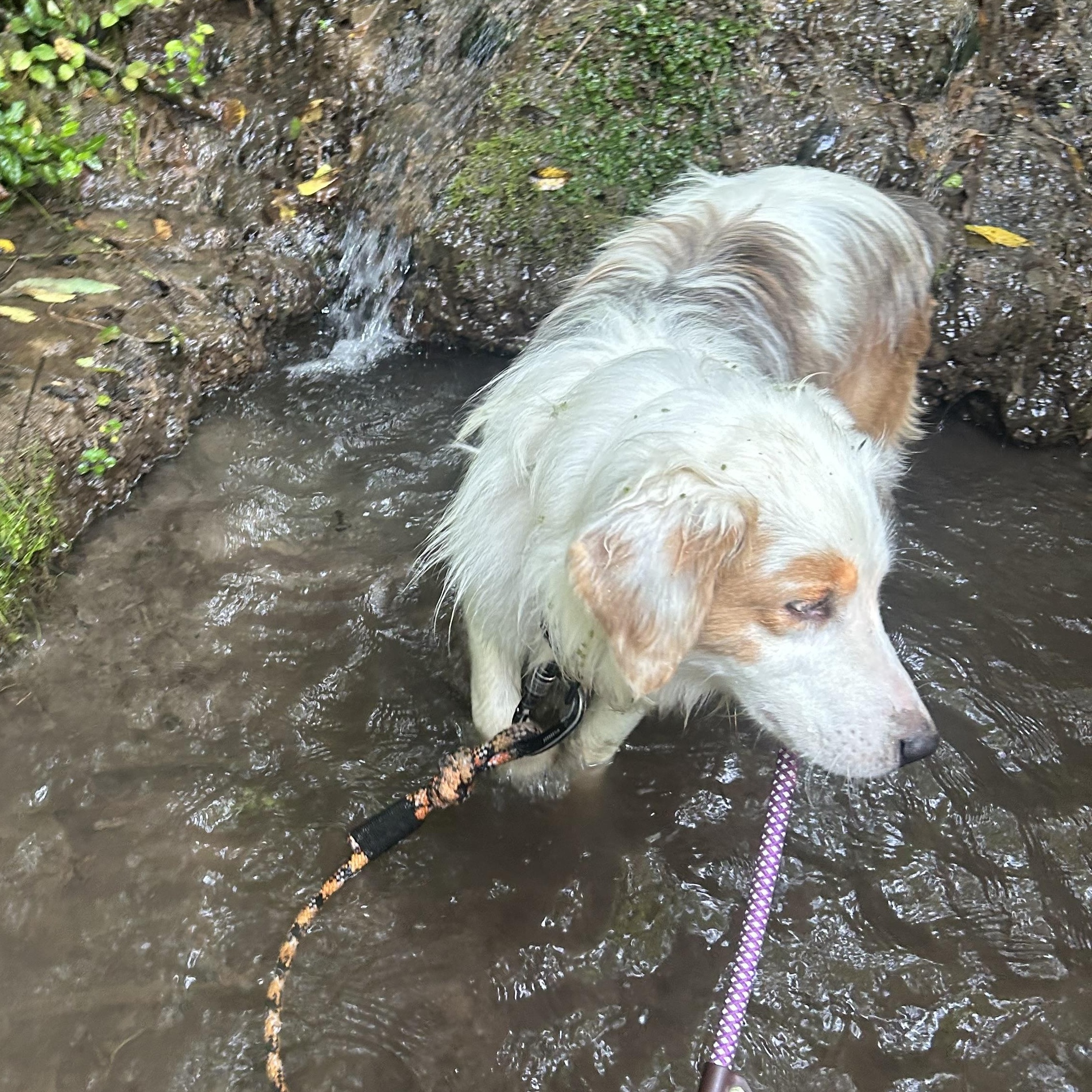 Enlarge Harvey, a ADOPTABLE Australian Shepherd in Milford, OH image 3/4