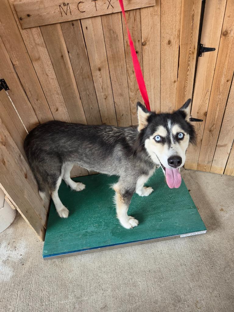 Autumn, Adoptable, Young Female Husky.