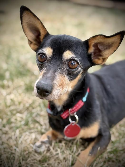 Jake, Adoptable, Senior Male Chihuahua.