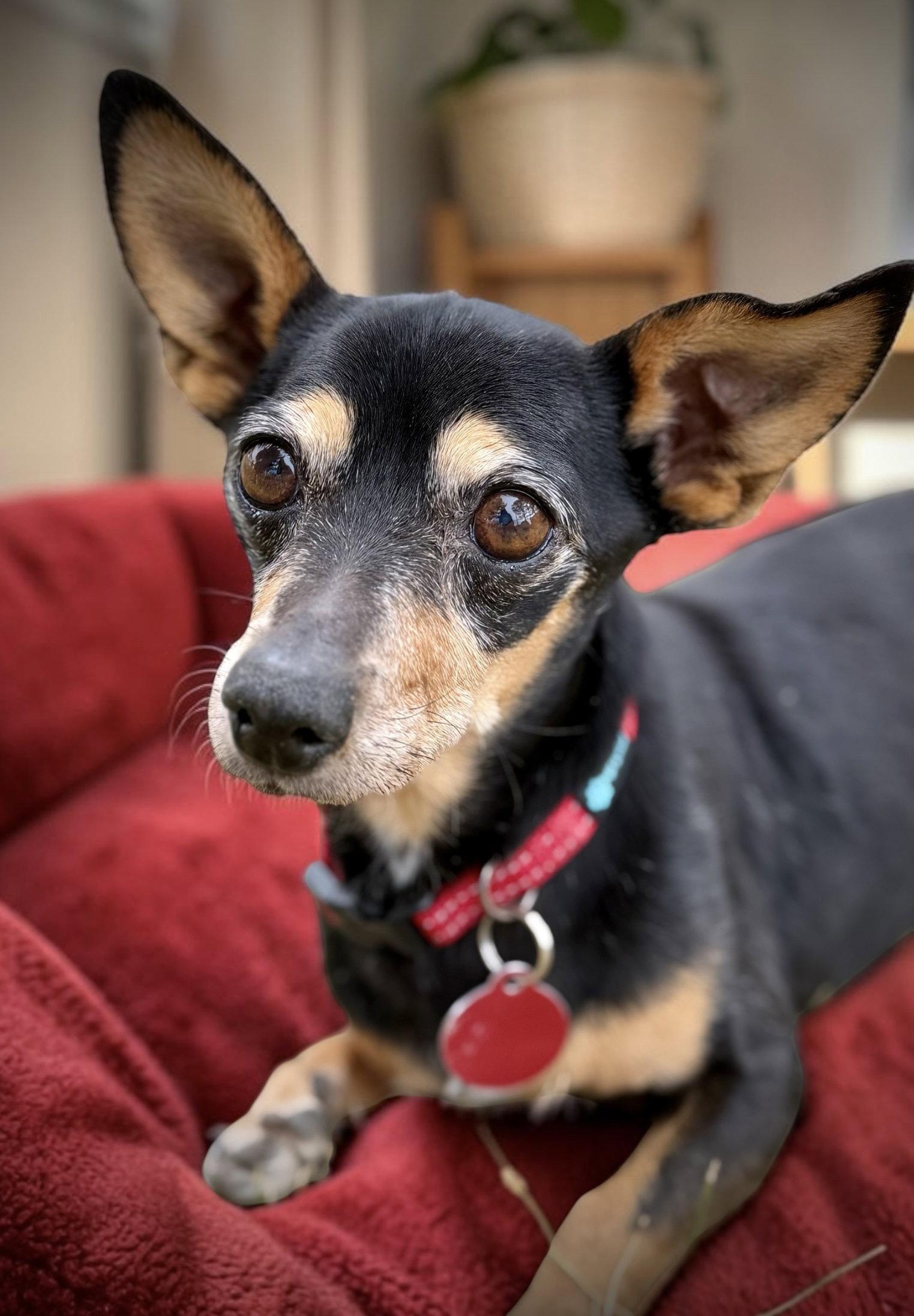 Enlarge Jake, a Adoptable Chihuahua in Penrose, CO image 1/1