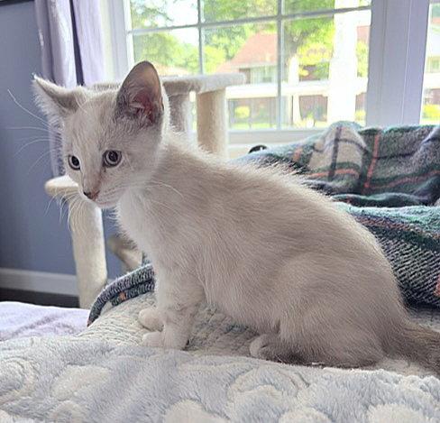 Jazzy, Adopted, Kitten Female Siamese.