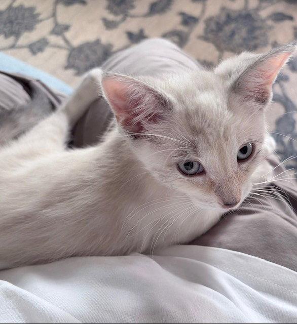 Jazzy, a Adopted Siamese in Whitehall, PA image 2/3