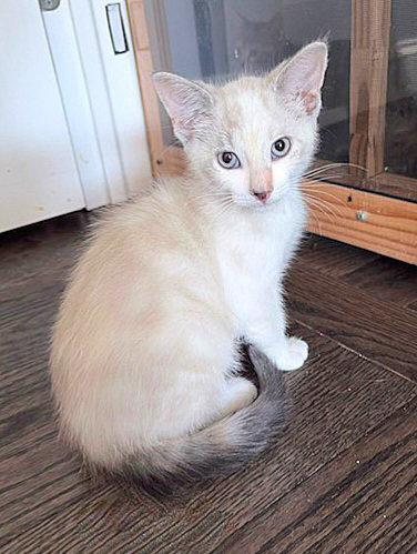 Jazzy, a Adopted Siamese in Whitehall, PA image 3/3