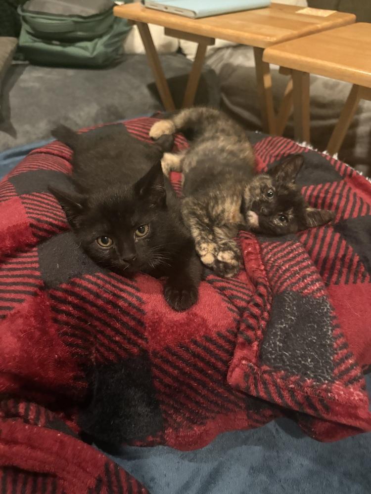 Earl Breech (available late May), Adoptable, Kitten Male Domestic Short Hair.