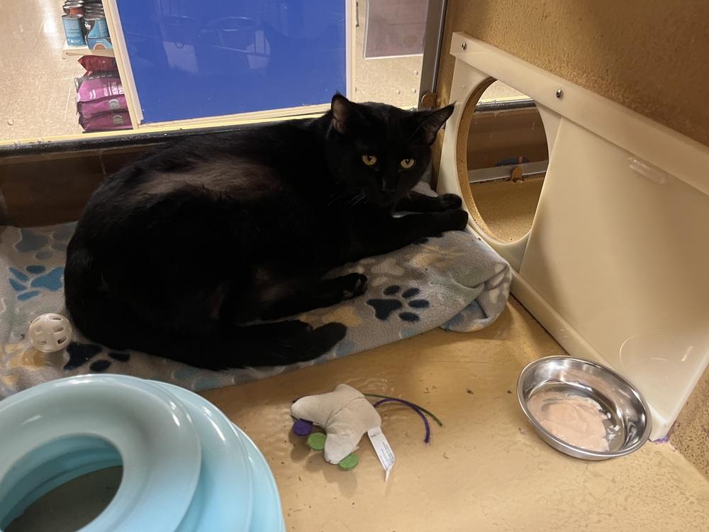 Enlarge George, a Adopted mixed breed in Virginia Beach, VA image 1/2