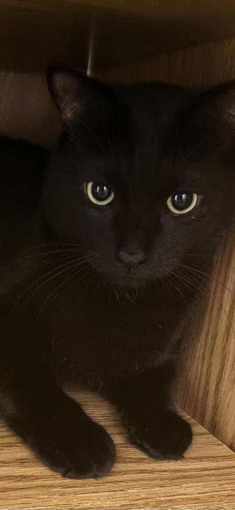 Enlarge George, a Adopted mixed breed in Virginia Beach, VA image 2/2