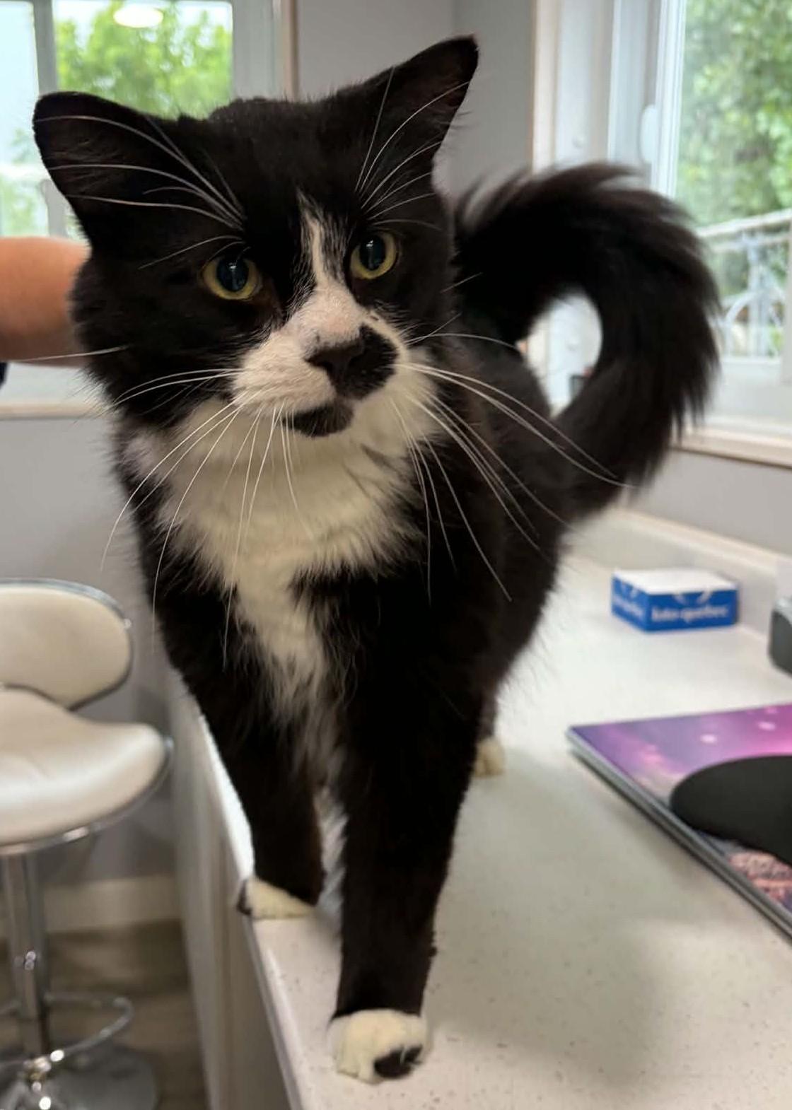 LÉONIDAS (CR/SC), Adoptable, Adult Male Domestic Medium Hair.