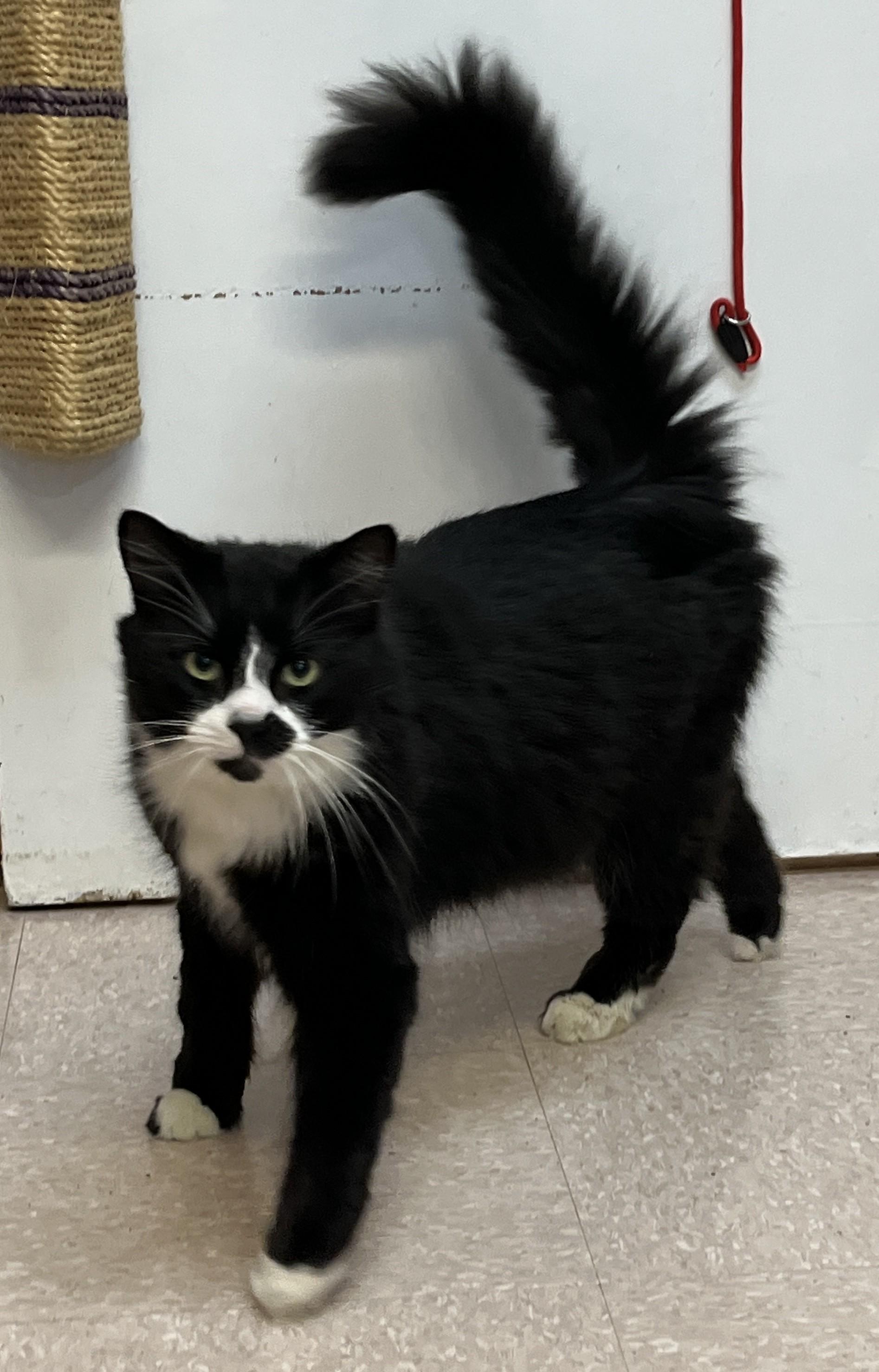 Enlarge LÉONIDAS (CR/SC), a Adoptable Domestic Medium Hair in Sainte-Angele-de-Monnoir, QC image 4/6