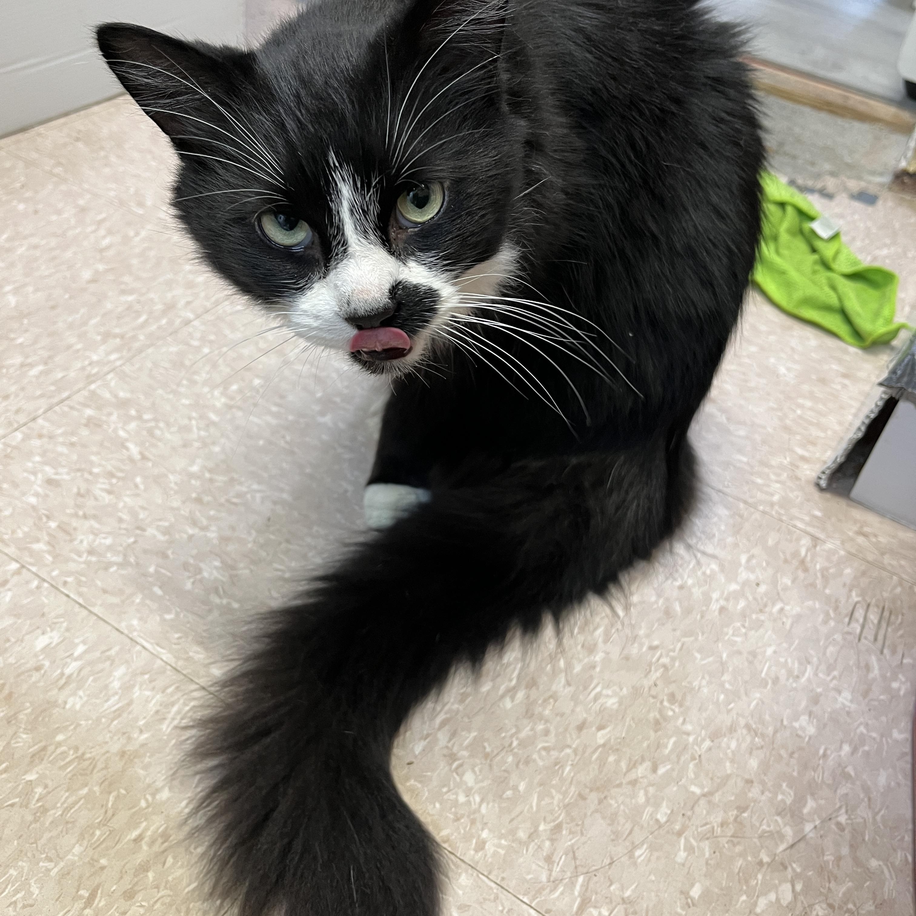 Enlarge LÉONIDAS (CR/SC), a Adoptable Domestic Medium Hair in Sainte-Angele-de-Monnoir, QC image 3/6