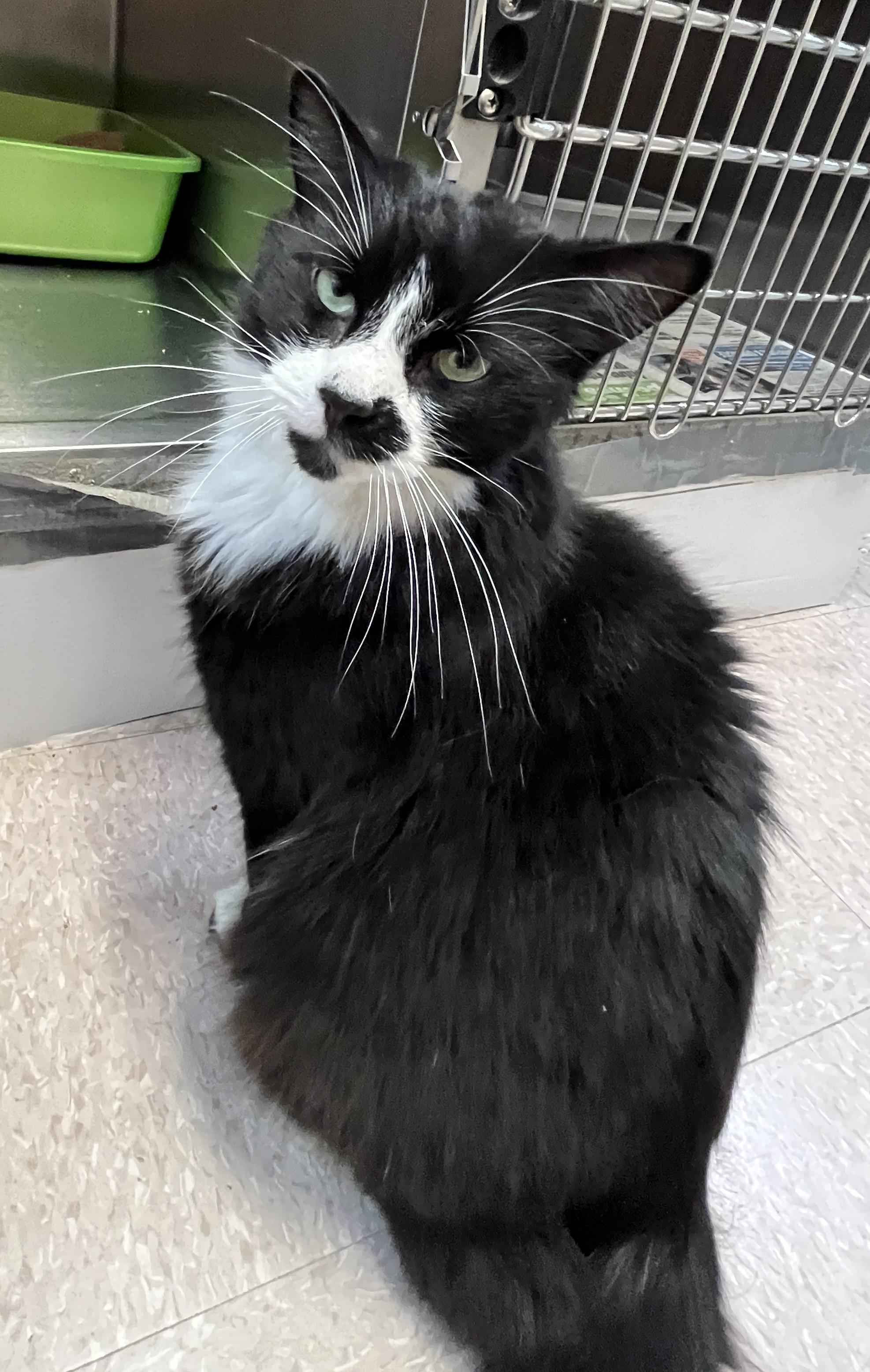 Enlarge LÉONIDAS (CR/SC), a Adoptable Domestic Medium Hair in Sainte-Angele-de-Monnoir, QC image 2/6