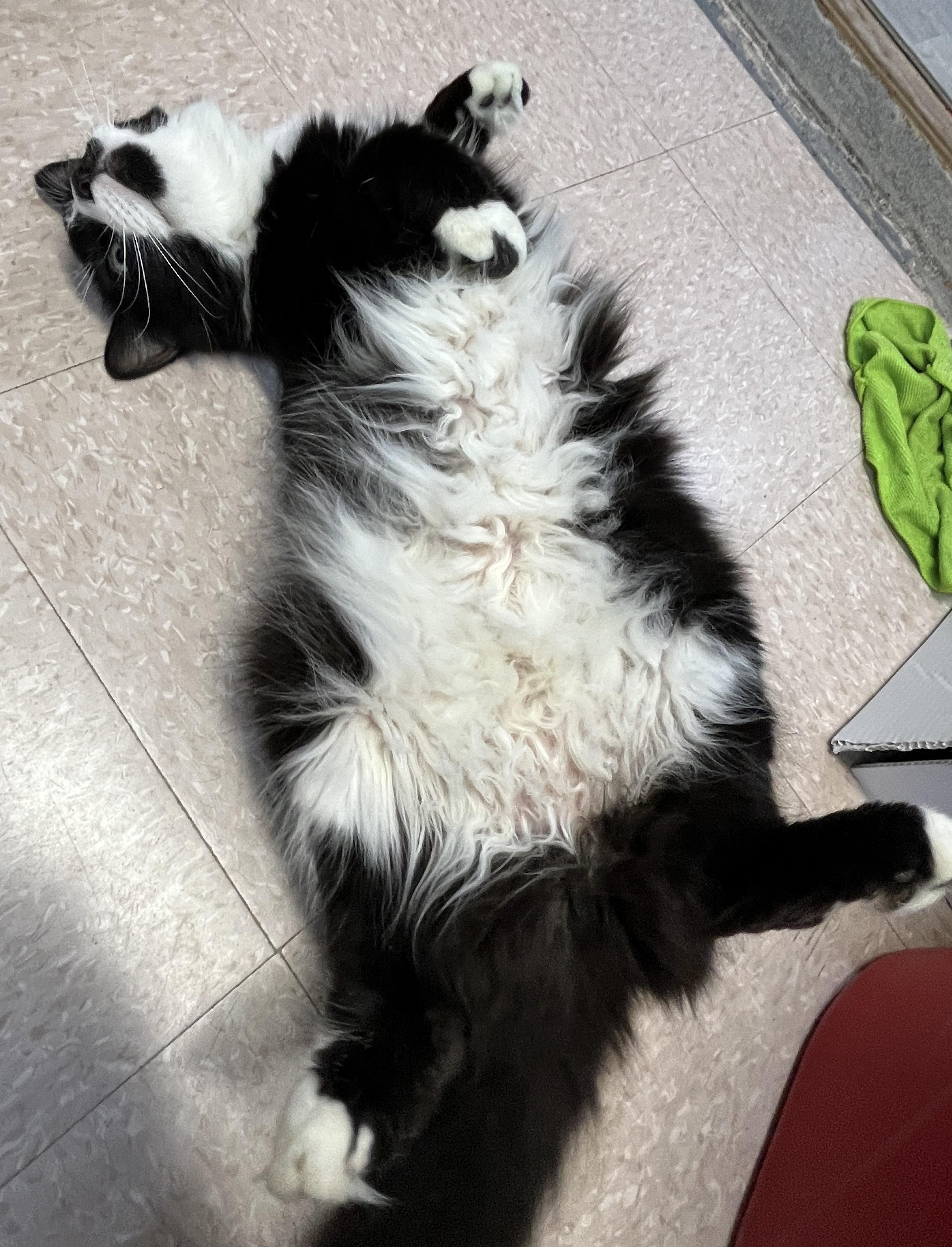 Enlarge LÉONIDAS (CR/SC), a Adoptable Domestic Medium Hair in Sainte-Angele-de-Monnoir, QC image 5/6