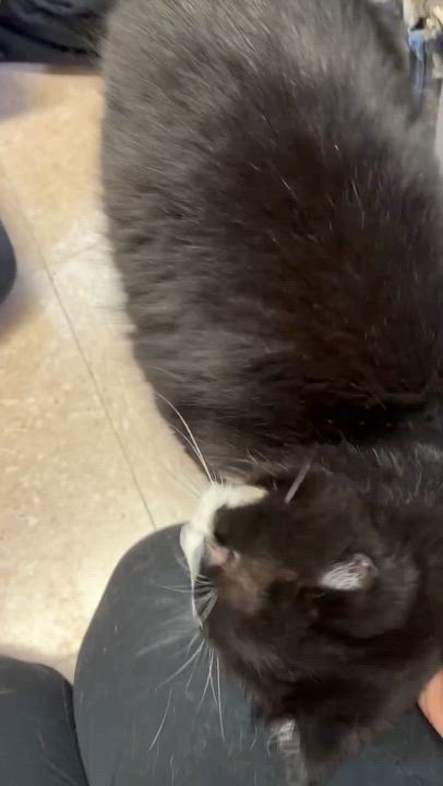 Enlarge LÉONIDAS (CR/SC), a Adoptable Domestic Medium Hair in Sainte-Angele-de-Monnoir, QC video 6/6