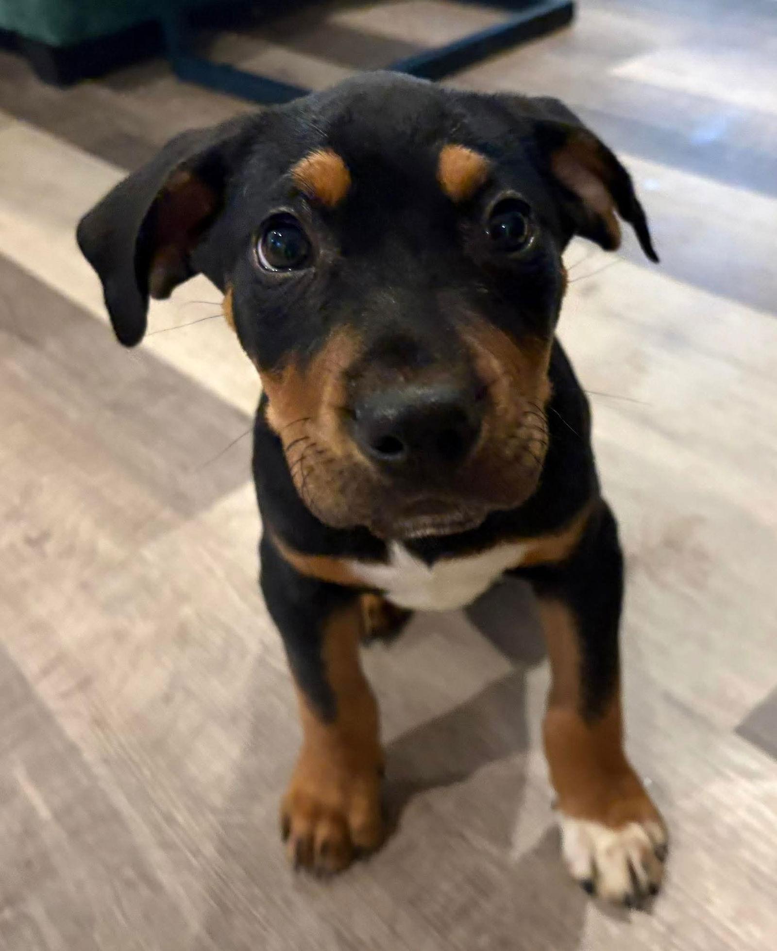 Happy, Adoptable, Puppy Male Hound.