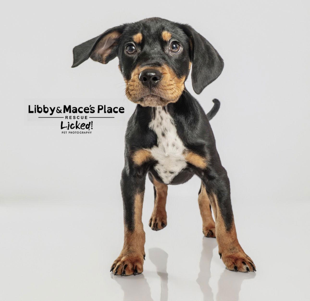 Happy, Adoptable, Puppy Male Hound.