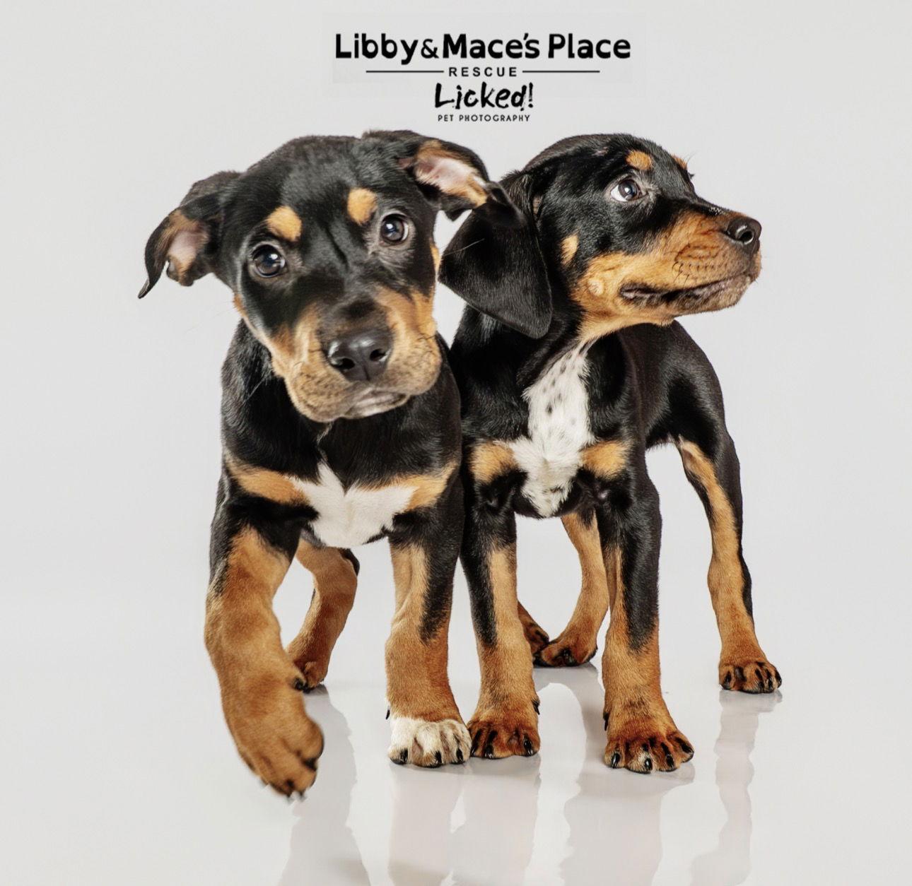 Enlarge Happy, a Adoptable Hound in Mount Pleasant, SC image 3/3