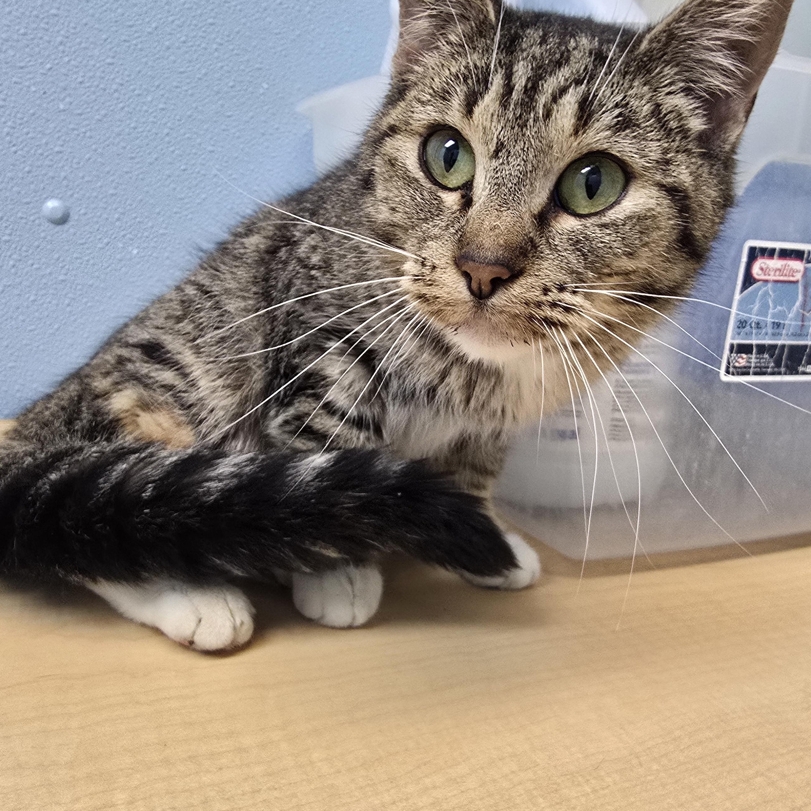 Enlarge Dutchess, a ADOPTABLE Domestic Short Hair in Farmington, MO image 1/1
