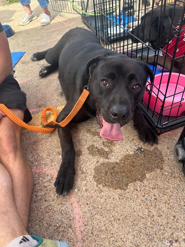 Waylon, Adoptable, Adult Male American Bulldog.