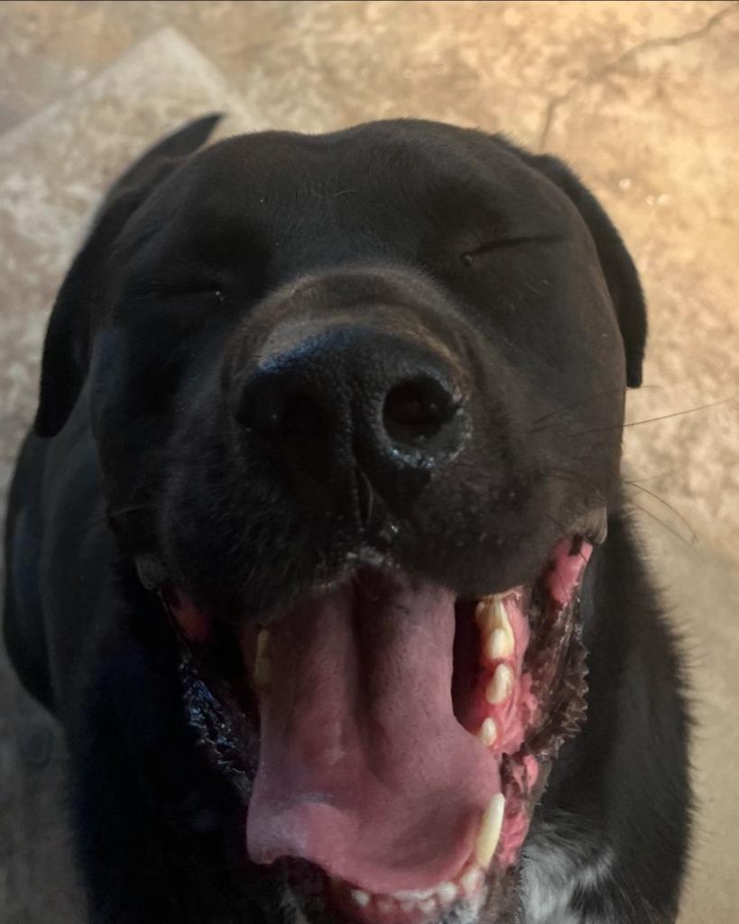 Waylon, Adoptable, Adult Male American Bulldog.