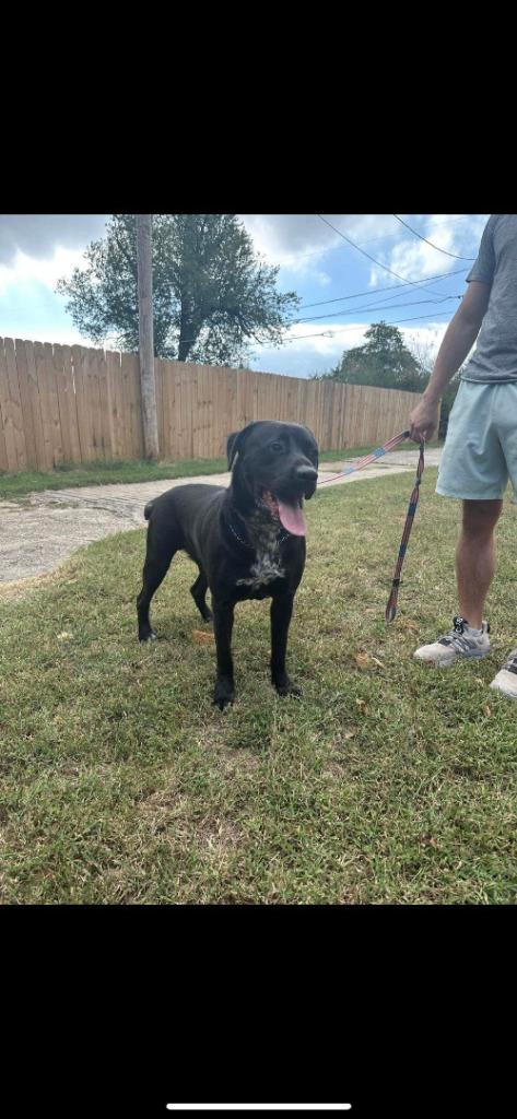 Waylon, a Adoptable mixed breed in Mustang, OK image 3/6