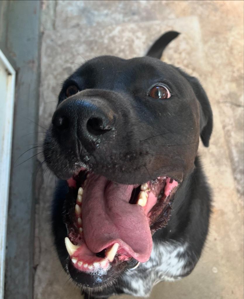 Waylon, a Adoptable mixed breed in Mustang, OK image 4/6