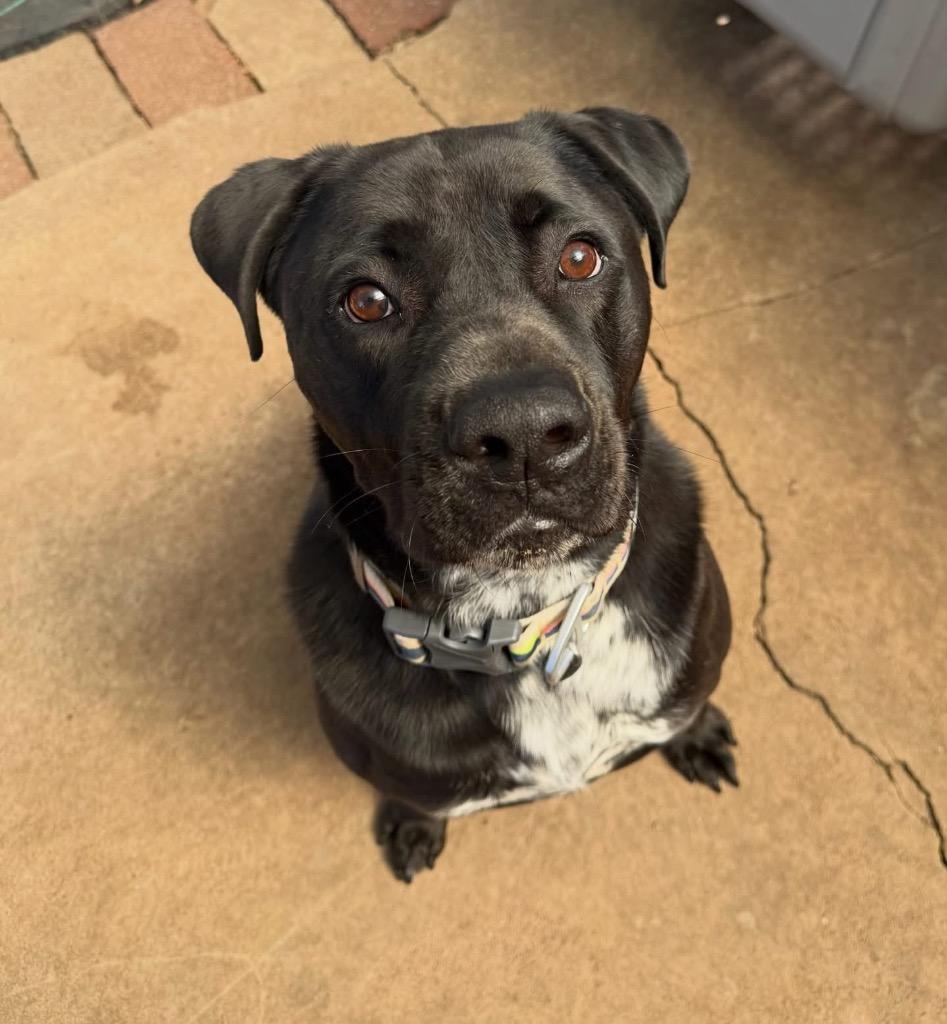 Waylon, a Adoptable mixed breed in Mustang, OK image 5/6