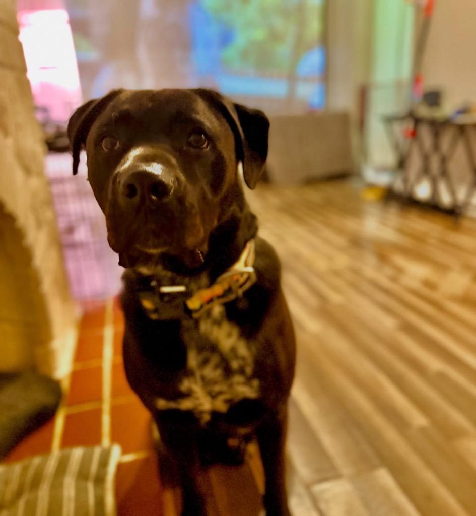 Waylon, a Adoptable mixed breed in Mustang, OK image 6/6