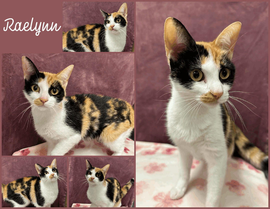 Raelynn , Adopted, Young Female Domestic Short Hair.