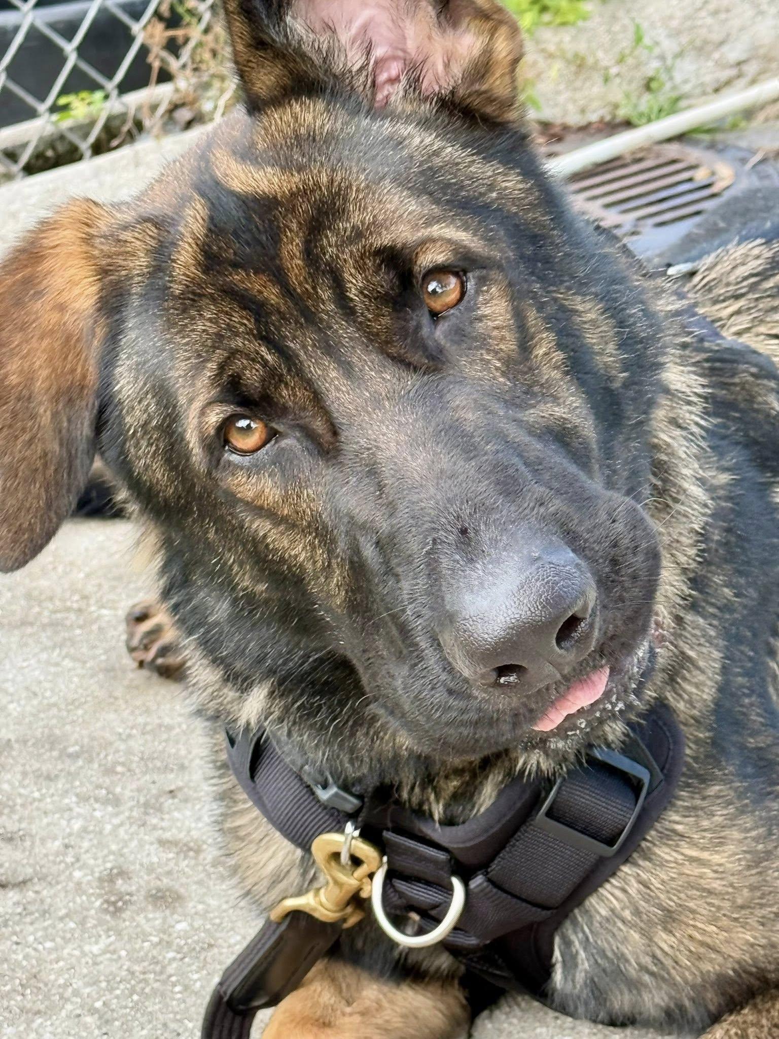 King 3151, a Adoptable German Shepherd Dog in Pompano Beach, FL image 1/3