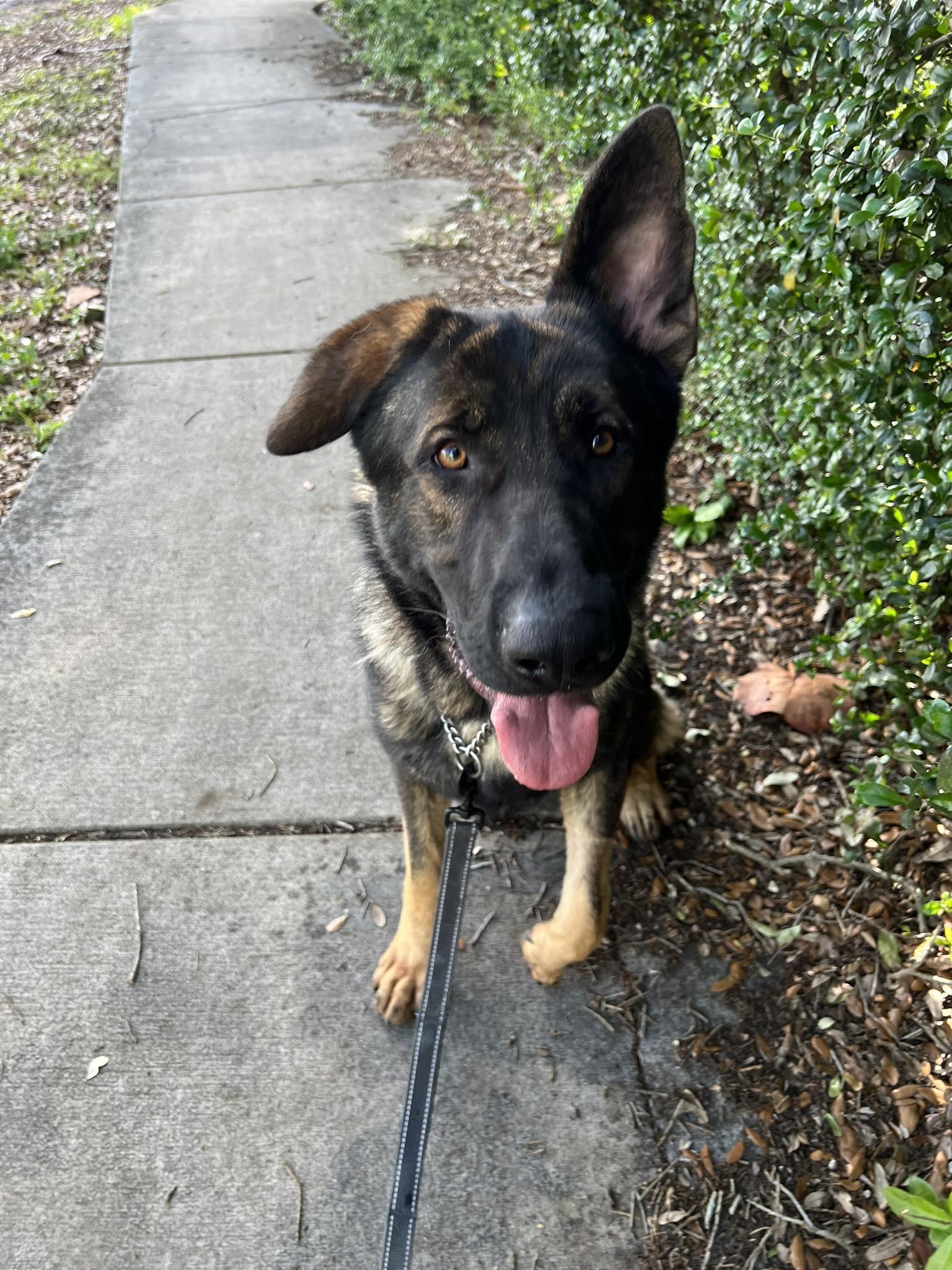 King 3151, Adoptable, Young Male German Shepherd Dog.