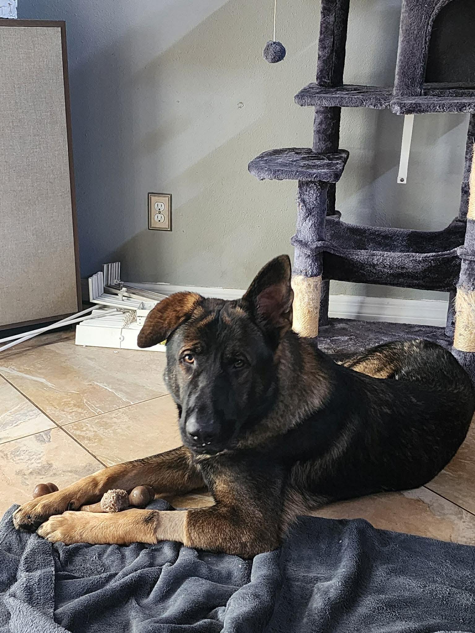 Enlarge King 3151, a Adoptable German Shepherd Dog in Pompano Beach, FL image 1/3