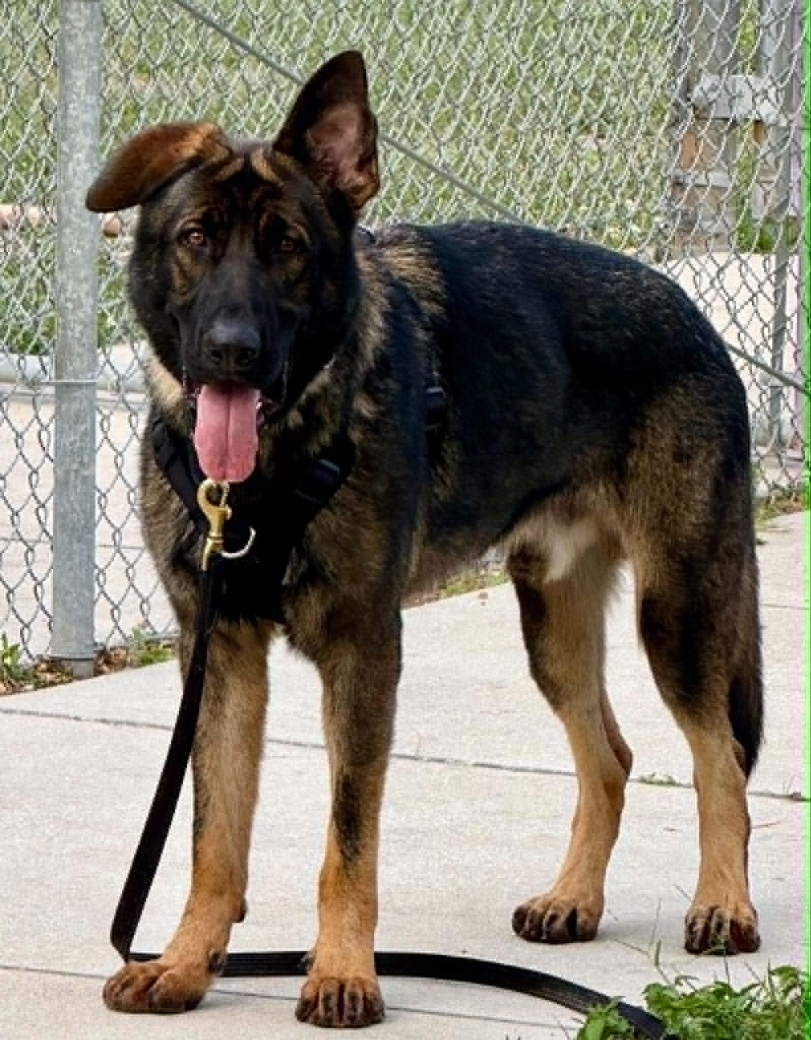 King 3151, a Adoptable German Shepherd Dog in Pompano Beach, FL image 2/3